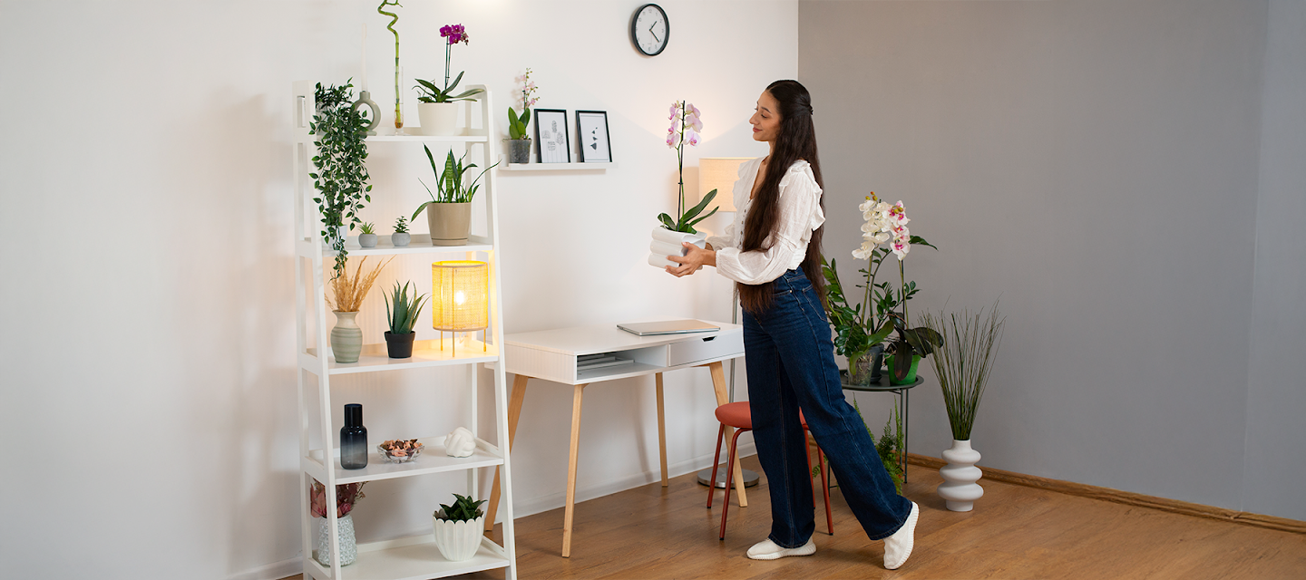 Living room plants