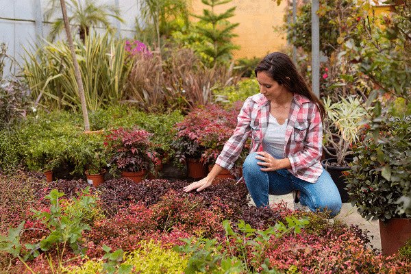 The Art of Micro-Gardening for Ultimate Urban Privacy and Soundproofing privacy plants